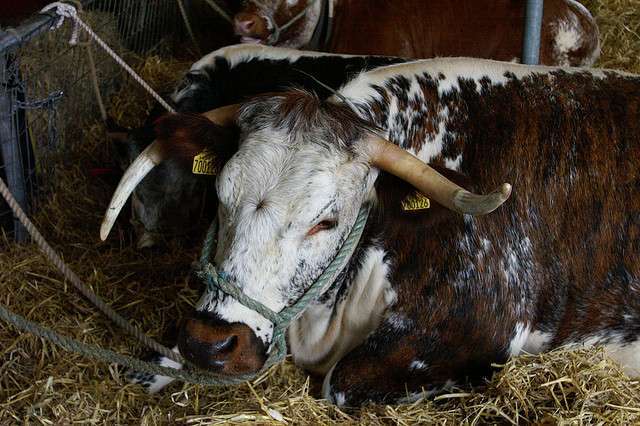 Shorthorn Bull By: Dave Hamster