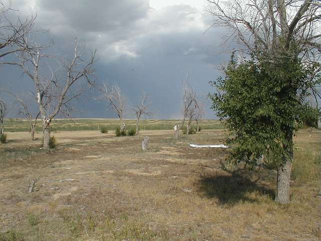 Nebraska Dry Trees