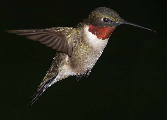 Frank Boston (bostonsphotos)