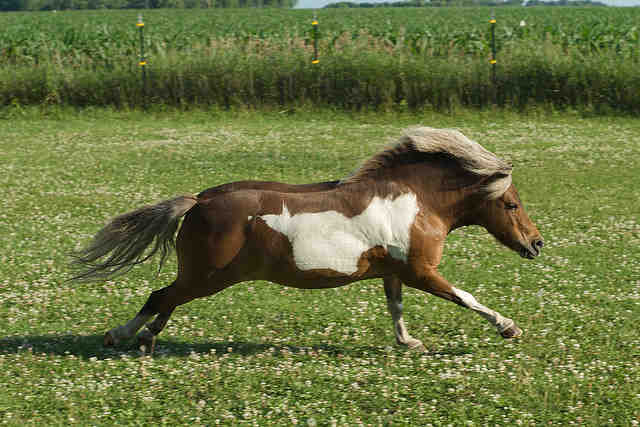 mini horse - credit Pete Markham
