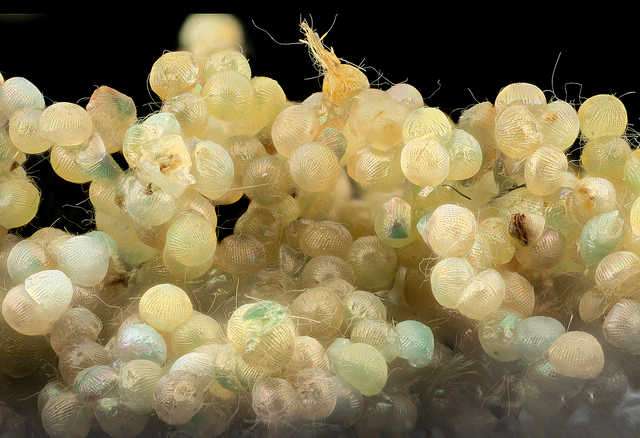 Photo by: USGS Bee Inventory