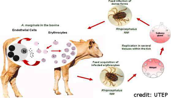 Anaplasmosis - credit - utep