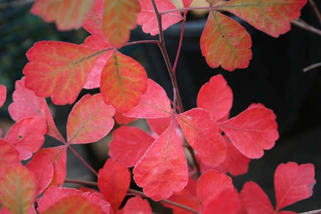 Soruce: Nebraska Statewide Arboretum