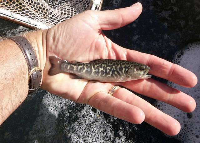 Oregon Department of Fish