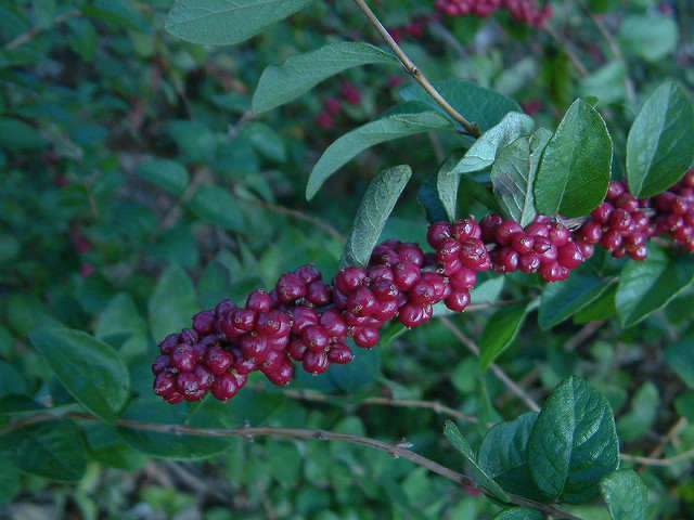 photo credit - whitebuffalobk