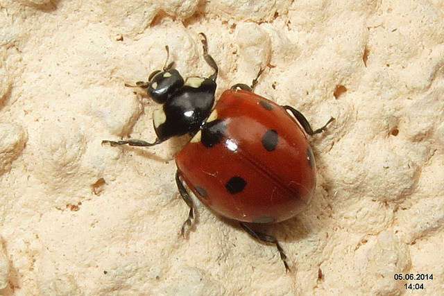 photo credit - David Short