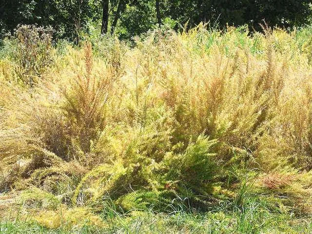 photo credit - Land Between The Lakes