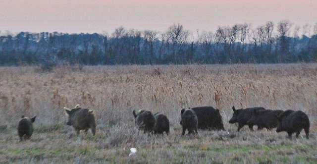 photo credit - Josh Henderson