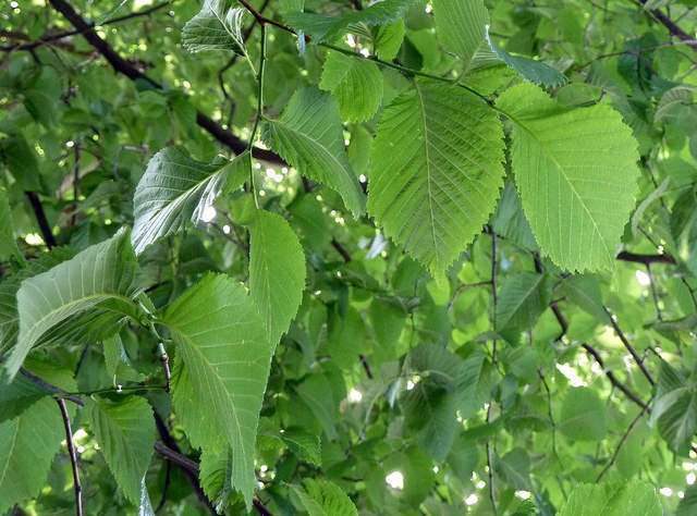 photo credit - Wendy Cutler