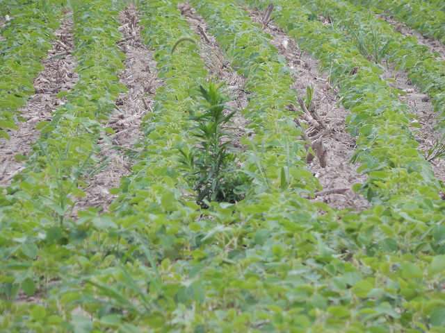 United Soybean Board or the Soybean Checkoff.