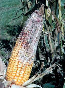 Lightweight upright ears with white to gray mold on the kernels indicates corn ear rot disease infestation, lowering value and necessitating special management. 