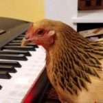 Patriotic-chicken-pecks-America-the-Beautiful-on-keyboard