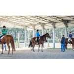 When working with Gaited horse