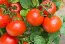 It’s February: Are you thinking about tomatoes… yet?