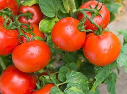 Determinate tomatoes