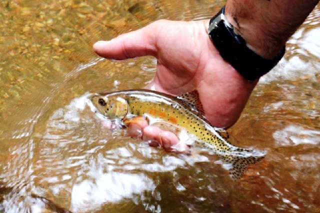 Courtesy Colorado Parks and Wildlife/Bill Vogrin