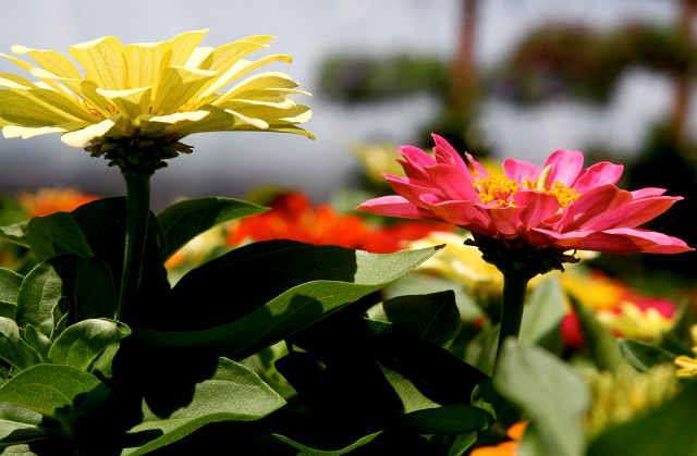 By Flickr user Liz West/CC BY-SA 2.0