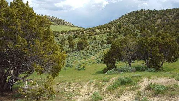 Lay-Creek-Ranch-Trees-Summer