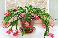 christmas-cactus-schlumbergera-65987880