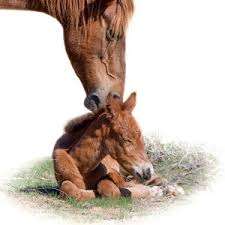 mare and foal