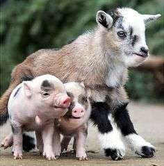 pigs and goats