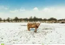 K-State beef cattle experts respond to a listener question about preventing and managing fog fever in cattle