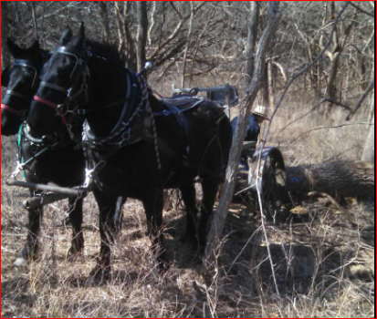 draft horses for logging