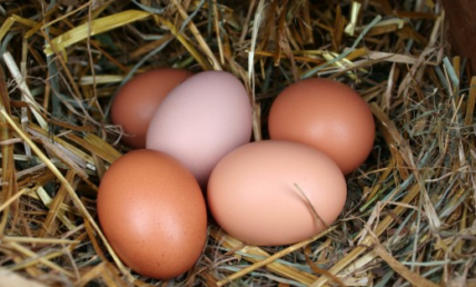 eggs