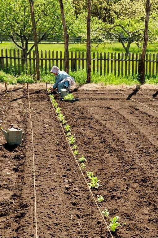 Gardening Tips: Use string line, board when planting vegetables