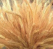 soft red winter wheat