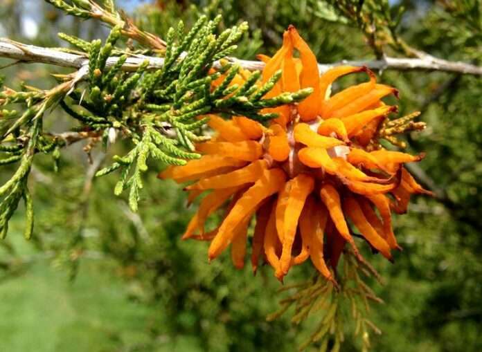 rust on junipers