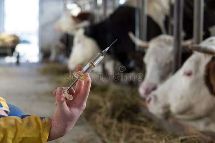 vets injects livestock