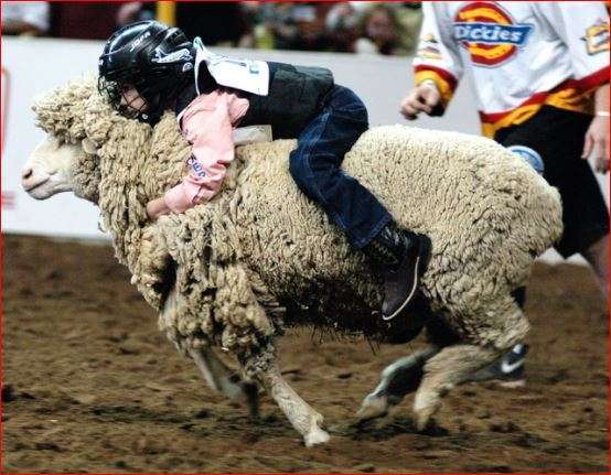 Mutton busing