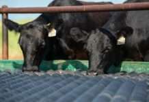 USDA Announces New World Screwworm Grand Challenge