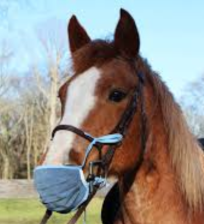 Coronavirus in horses