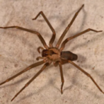 brown spider