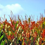 field-corn