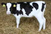 calf