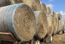 CAMPBELL: K-State Extension hosting forage schools throughout NW Kansas