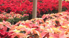poinsetta