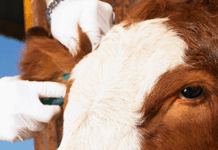 Parasite control strategies