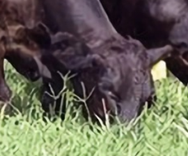 Understanding forage value of Kansas CRP grasslands