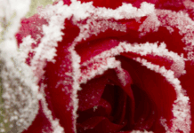 Winterizing roses and strawberries