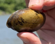 Kansas biologists are bringing back rare mussels, fish and turtles to our rivers