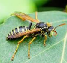 10 Truths About Deadly Wasps in Kansas You Never Knew