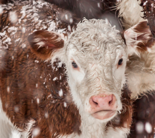 Screenshot 2025-12-05 164117