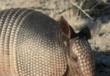 Why Armadillos Are Invading Kansas and Freaking Everyone Out