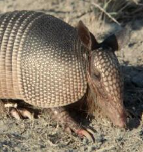 Why Armadillos Are Invading Kansas and Freaking Everyone Out