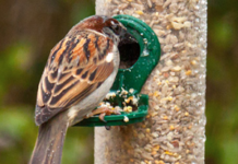 10 gifts for the gardener without spending a lot of green