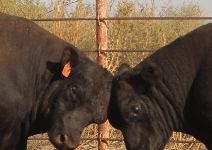 What producers can do to cut down bull conflict
